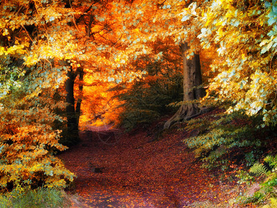 秋天的森林通道图片
