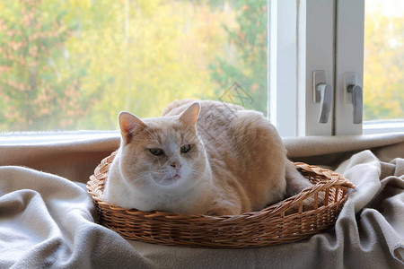 红猫坐在秋天风景背的窗边图片