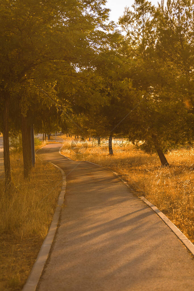 乡村公路树图片