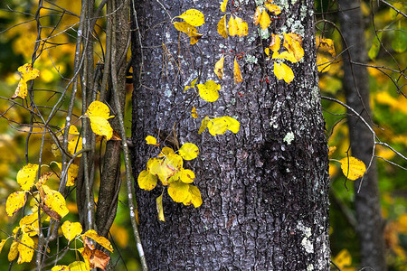 深藏在绿林深处的秋色图片