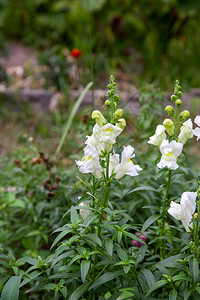 杂色金鱼草金鱼草花背景黄色白色玫瑰色和深红色花园中的金背景图片