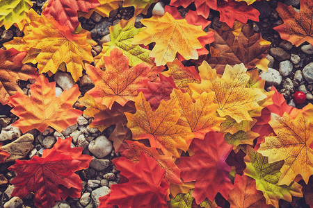 美丽的秋天树叶秋天的枫叶复古色调图片