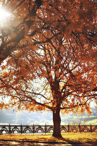 模糊的秋天背景公园黄色壁纸图片
