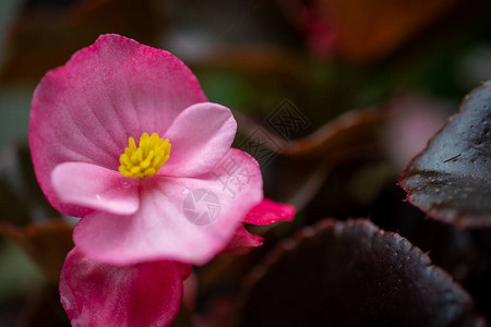 粉红Begonia与黄中心图片