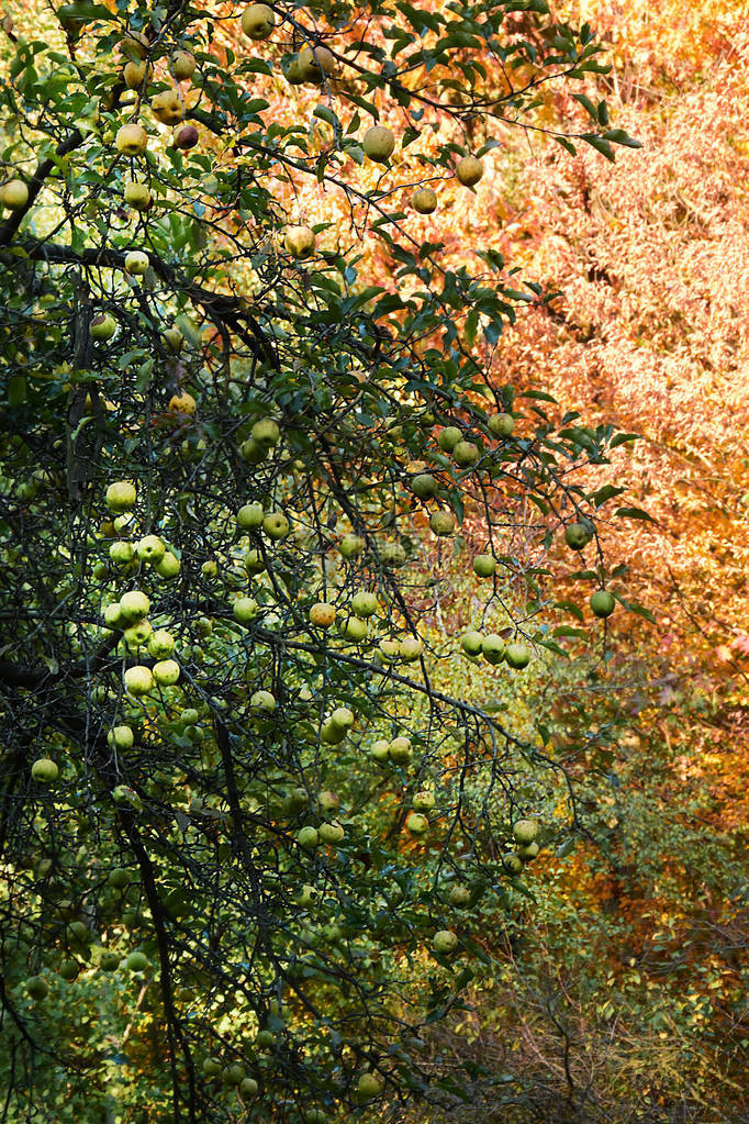 森林以美丽的秋色红色黄色的叶子图片
