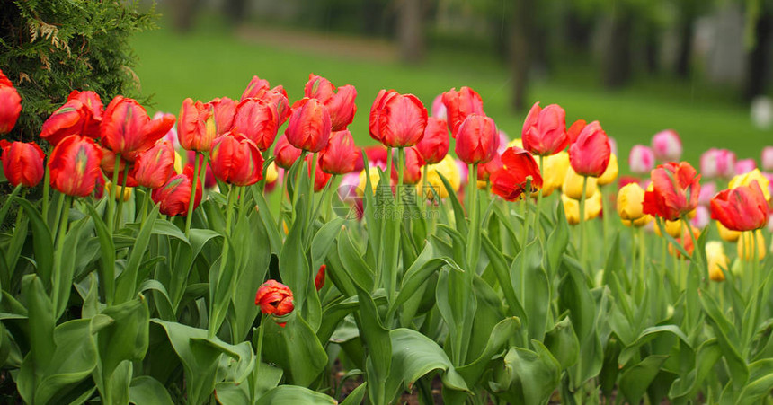 春天公园里的红黄郁金香花图片