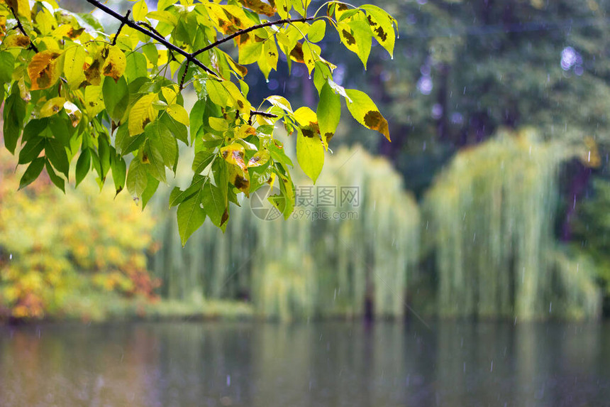 城市公园的秋初天在湖上下着雨在水图片