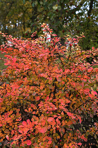 秋天的绿莓树丛图片