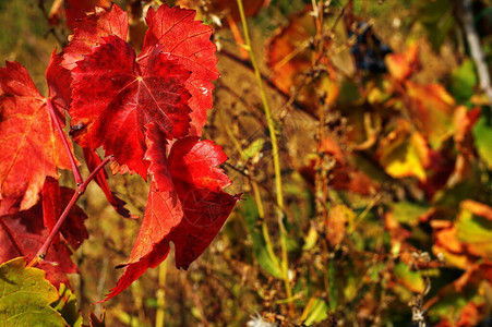 红秋葡萄叶抽象秋天背景图片