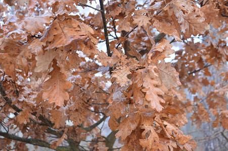 早晨的秋叶在树上和灌木丛上图片