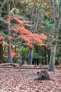 秋天红黄树叶的公园风景图象在秋天使用图片