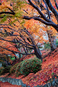 秋天红色和黄色树叶的风景图像图片