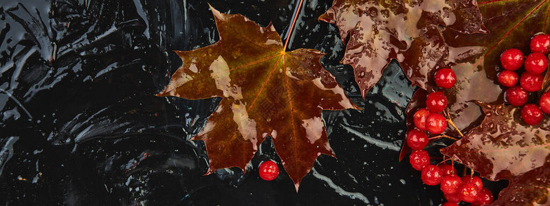 秋季背景横幅与秋季湿枫红叶和黑色背景上的荚蒾浆果顶视图平躺复制空间图片