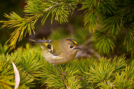可爱的小鸟绿色的自然背景金色的鸟雷图片