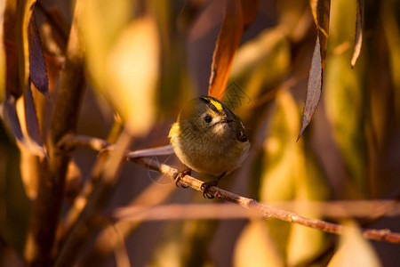 可爱的小鸟绿色的自然背景的鸟雷图片