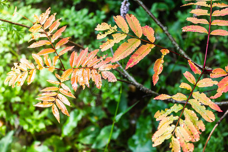 秋季森林树枝上的黄叶图片