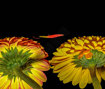 美术静物花卉彩色花卉宏图片
