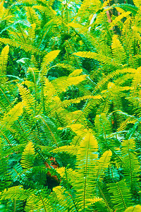 热带花园中蕨叶的奇妙色彩图片