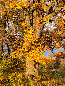 秋天和乡村五颜六色的树木美丽的云彩图片