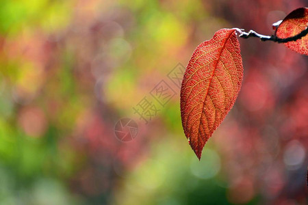 秋天红羽的紫色叶子prunusp图片