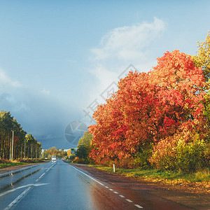 潮湿的高速公路和秋叶树图片