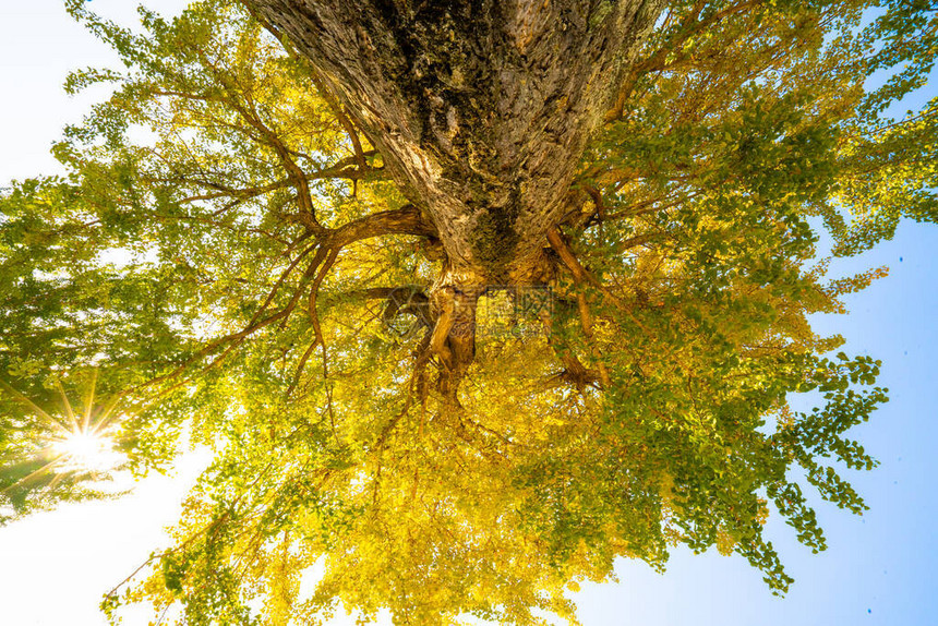 日本福岛秋色黄银果YeauGinkgoLeaves图片