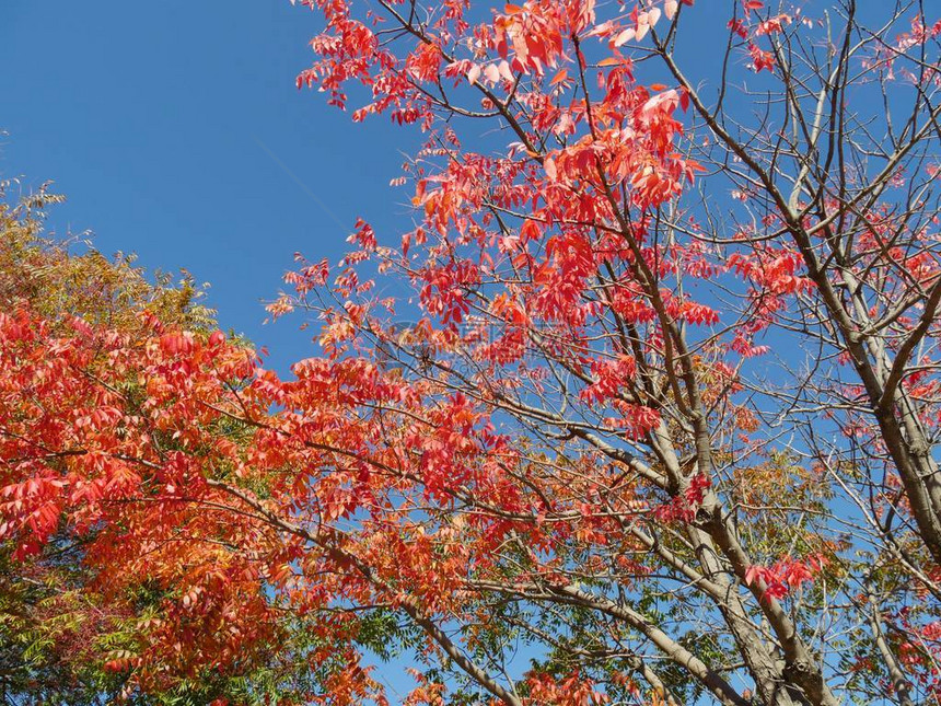 秋天叶子的红色和橙色图片
