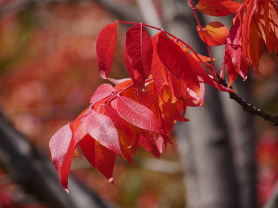 秋天美丽的红叶特写背景模糊图片
