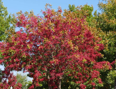秋天一棵树的美丽色彩的广角小浆果图片
