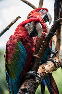 来自南美的红蓝绿大鹦鹉背景图片