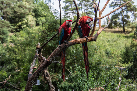 来自南美的红蓝绿大鹦鹉背景图片