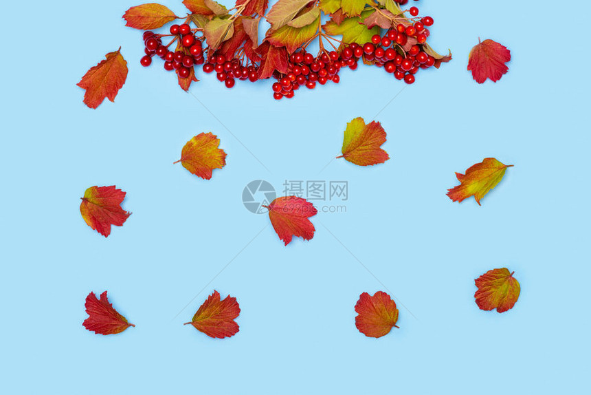 背景有秋季红叶和黄叶以及带空间的蓝底红图片