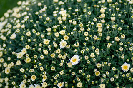 花卉公园的菊花图案一簇黄色的菊花美丽的菊花作为背景图片菊花壁纸图片