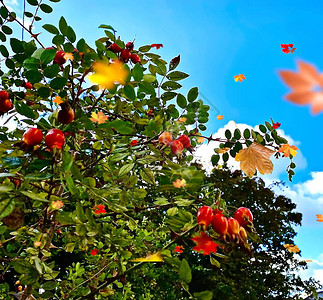 在蓝天空背景的秋叶落下红浆果和绿叶子图片