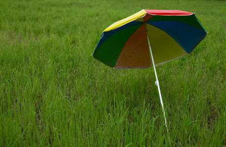 在播种稻田放置的五颜六色的伞图片