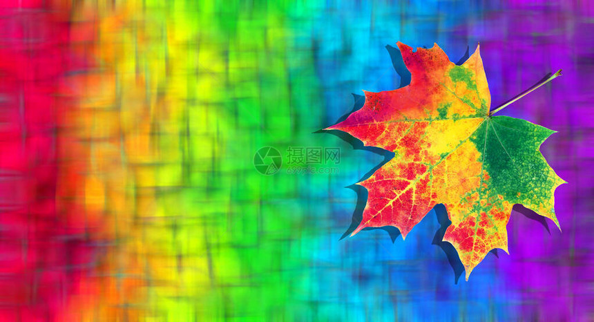 彩虹的颜色自然中的色彩概念明亮多彩的秋天枫图片