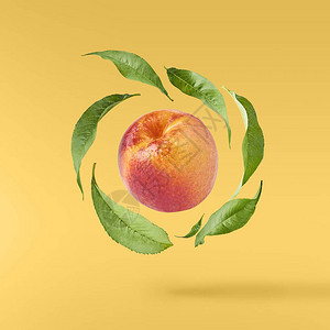 黄色背景上隔离着绿色叶子的新鲜飞行成熟桃子食品浮概念图片