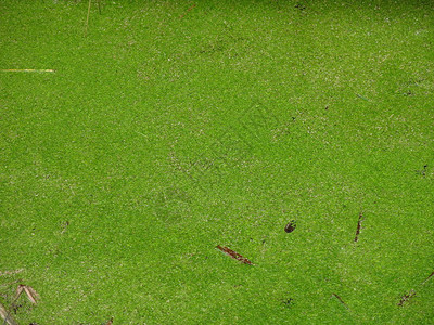 用绿色浮萍和草盖的池塘背景图片