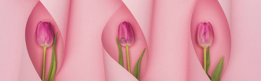 粉红色背景上纸面的紫色郁图片