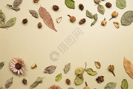 卡其棕色背景的秋叶干平地最高视图图片
