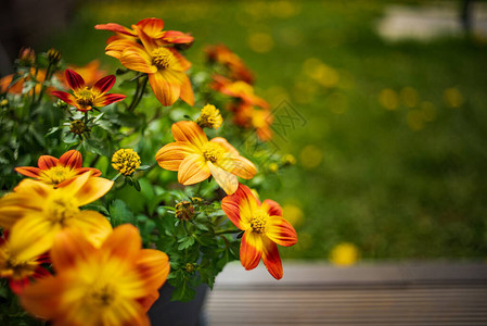 春天美丽的橙色花朵图片