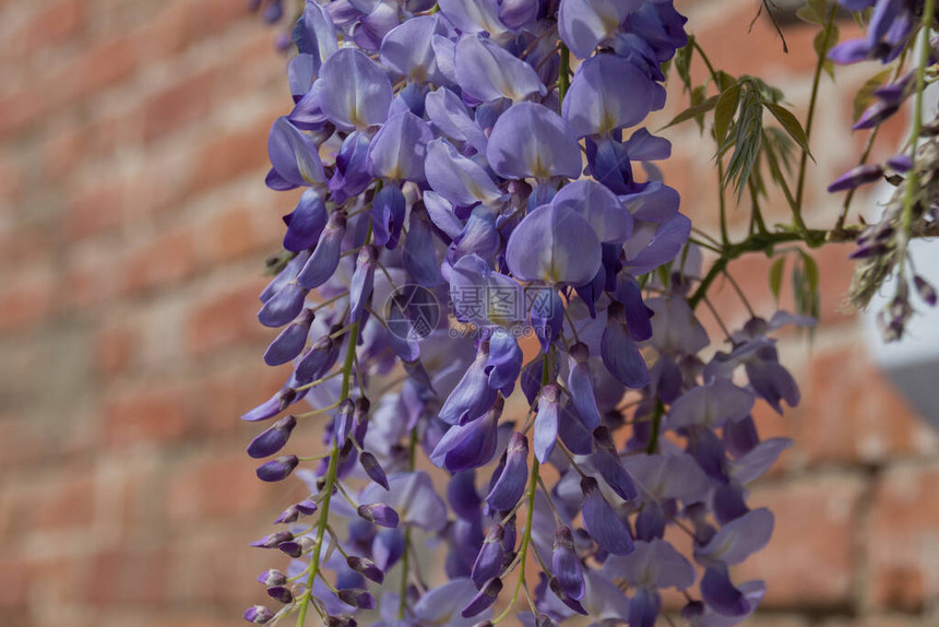 紫藤是豌豆科的开花植物属图片