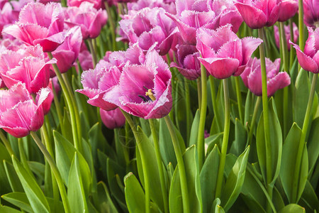 春天公园里花朵着盛开的粉红色和图片