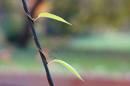 攀爬钢丝绳的攀缘植物图片