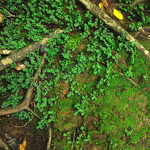 绿色苔藓和植物背景图片