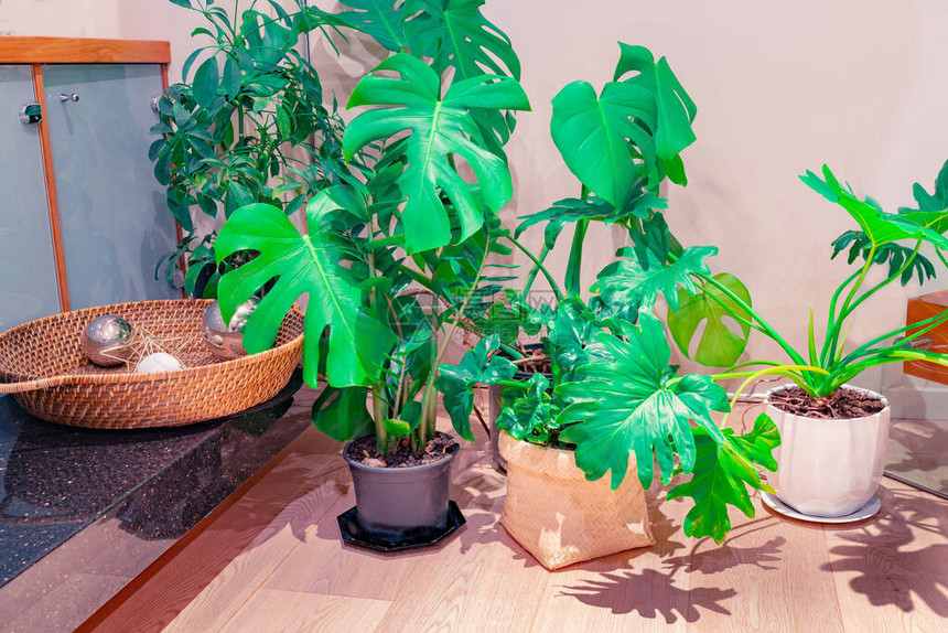 流行的大叶盆栽室内植物的家庭室内图像图片