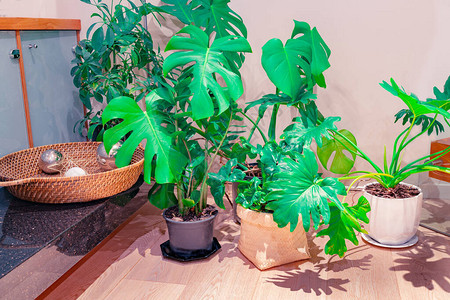流行的大叶盆栽室内植物的家庭室内图像背景图片