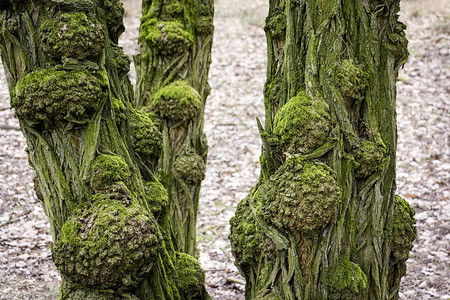 看刺槐或假相思的老而多节的树干树皮上长满了苔藓图片