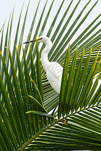 小Egret在椰子叶图片