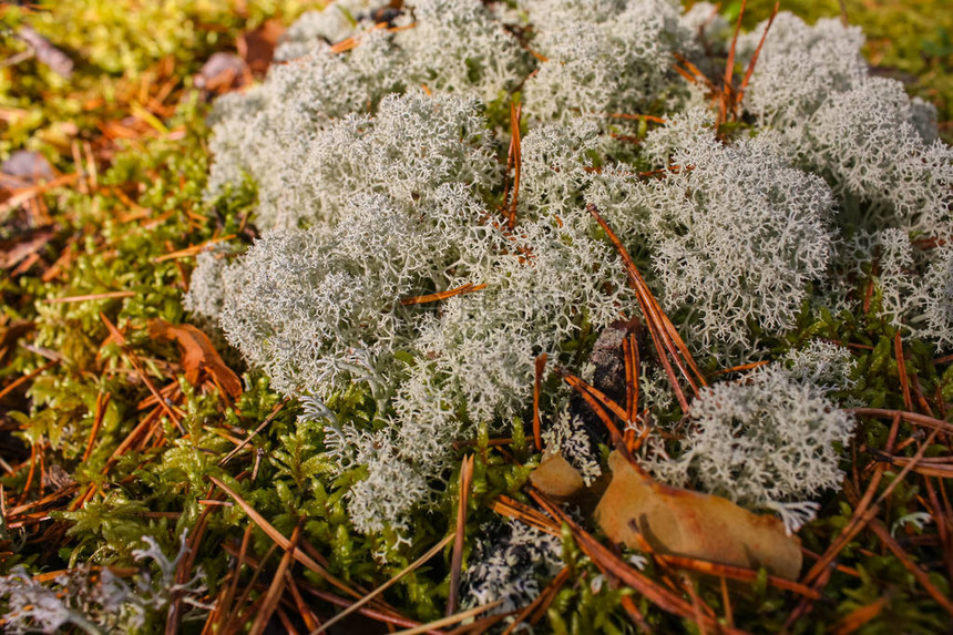 森林中的秋苔和地衣秋季森林绿图片